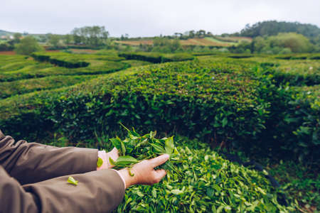 Tea plantation in Porto Formoso. Amazing landscape of outstanding natural beauty. Azores, Portugal...