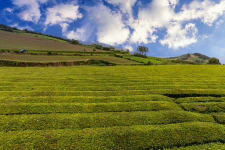 Tea plantation in Porto Formoso. Amazing landscape of outstanding natural beauty. Azores, Portugal Europe. Tea plantation on the north coast of Sao Miguel Island in the Azores, Portugal.の写真素材