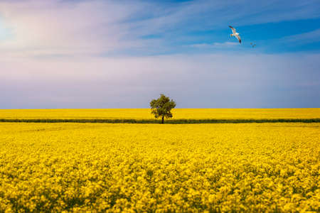 Tree in field of rapeseed under blue sky with clouds, spring landscape. Lone tree in yellow rape-seed field.の写真素材