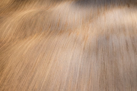 Green hills, olive gardens and small vineyard under rays of morning sun, Italy, Tuscany. Famous Tuscany landscape with curved road and cypress, Italy, Europeの写真素材