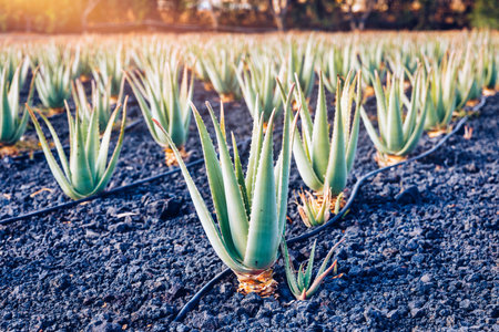 Plantation of medicinal aloe vera plant in the Canary Islands. Aloe Vera in farm garden in desert Furteventura. Growing Aloe vera in fertile volcanic soil, Fuerteventura Island, Spain.の写真素材