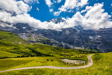 Panoramic view of idyllic mountain scenery in the Alps with fresh green meadows in bloom on a...