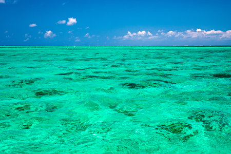 Water surface in vibrant green. View of a crystal clear sea water texture. View natural sea water,...