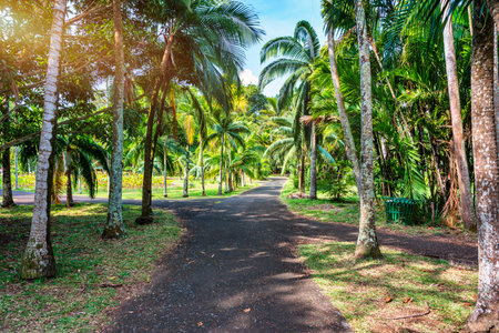 Sir Seewoosagur Ramgoolam Botanical Garden, Pamplemousses, Mauritius island, green avenue along the trees in the Pamplemousses Botanical Garden.の写真素材