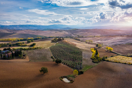 Hills, olive gardens and small vineyard under rays of morning sun, Italy, Tuscany. Famous Tuscany landscape with curved road and cypress, Italy, Europeの写真素材