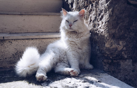 Cute cat washing itself on the street. Cat cleaning himself in the street, under the sun. He is against a nice old stone wall. Street cat being lazy. Cat sitting to clean himself on the wall.の写真素材