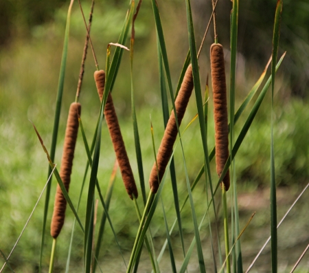 Cattails at Trinity River Audubon Center, Dallas, Texas