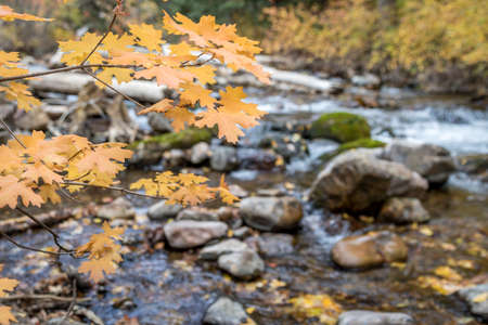 Close Up of Yellow Autumn Leaves With River in the Background With Shallow Depth of Fieldの写真素材