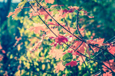 Red and green autumn leaves with teal filterの写真素材