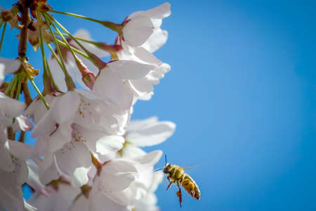 Cherry blossoms being pollinated by beeの写真素材