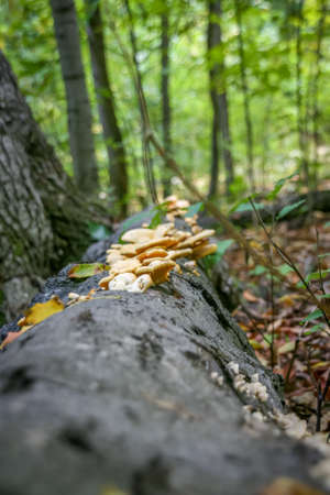 Shallow depth of field of mushrooms growing on a tree trunkの写真素材