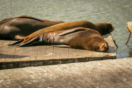 Sea lions basking in the sun on a dock