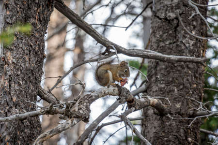 A chipmunk eating a pine cone on a tree branchの写真素材