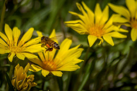 Close Up of a Bee Pollinating Yellow Daisiesの写真素材