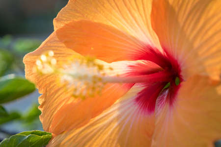Close Up of a Orange and Red Hibiscus Flowerの写真素材