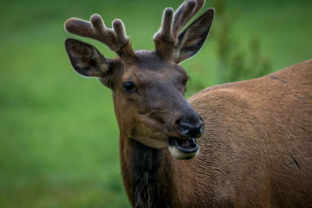 Close Up of a Elk Head at Yellowstone National Parkの写真素材