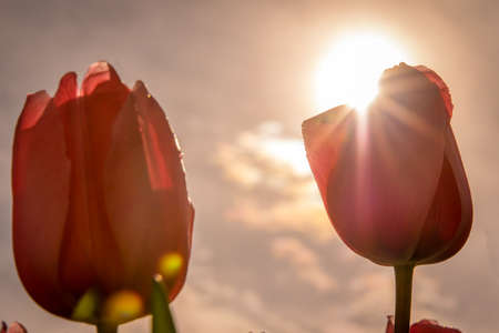 Red tulips against a sun burst skyの写真素材