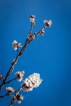 Apricot blossoms on tree against sky