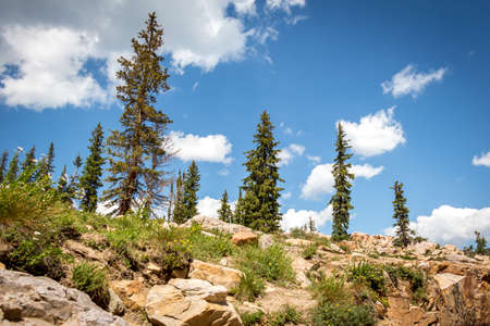Coniferous trees on mountain sideの写真素材