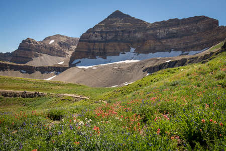Meadow of flowers in the mountainの写真素材