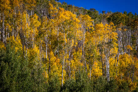 Golden Yellow Colored Leaves on Aspen Trees on a Hillside in the Autumn
