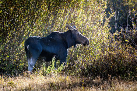 Adult Female Cow Moose Feeding on Shrubs in the Forest in the Summerの写真素材