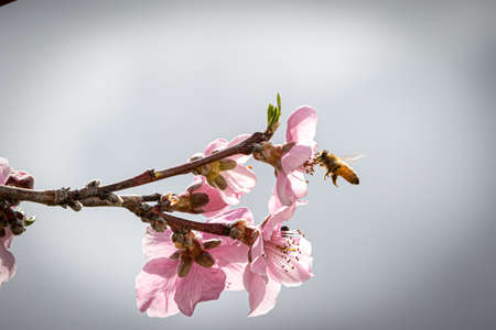 Extreme close up of pink blossoms on a peach tree in the spring and a bee pollinating the blossom...