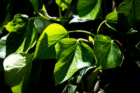 Extreme close up of bright green leaves lit by the sunの写真素材
