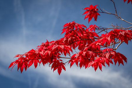 A branch on a red Japanese Maple tree against a blue sky with clouds