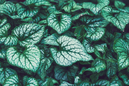 Ivy Jack Frost brunnera plant leavesの写真素材