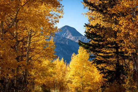 Golden autumn leaves on aspen trees framing a mountain peak in the background with blue skies in the...