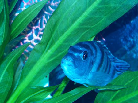 She is pregnant but guss what? It's not in her belly, it's in her mouth. Female Kenyi breed in their mouth. She releases eggs and puts them in her mouth. The male shivers his body and releases seamen. She gobbles up his seamen and rolls it in her mouth wiの写真素材