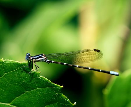 Nice little dragonfly holding on to the edge of a leaf. This guy is very little. The leaf is small. ...