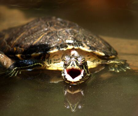 Step Back Big Boy.  I mean business!の写真素材