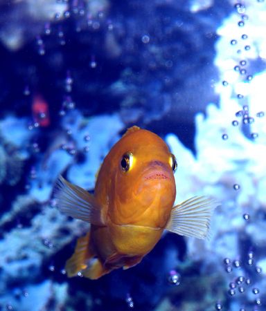 male African Kenyi Cichlid