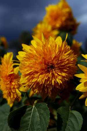 Sunflowersの写真素材