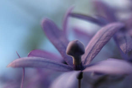 Purple flower closeupの写真素材