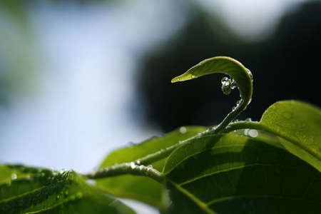 Dew in the sun