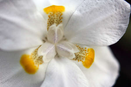Closeup white flowerの写真素材