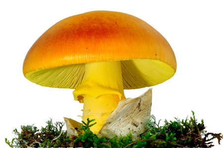 mushroom amanita cesareaの写真素材
