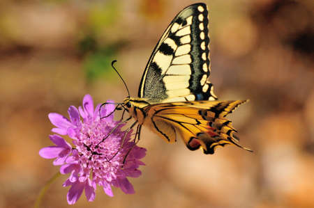 yellow butterfly feeding at the pink flowerの写真素材