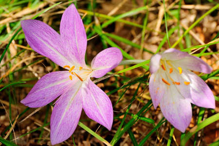 lady pink flowerの写真素材
