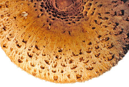 mushroom top, macrolepiota procera, isolatedの写真素材