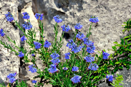 moltkia petraea flowers, stone backgroundの写真素材