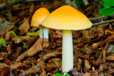two yellow mushrooms, brown leaf backgroundの写真素材