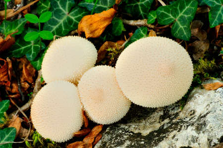 couple of lycoperdon mushrooms at forrest floorの写真素材