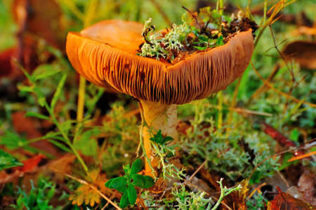 brown mushroom with moss on top of it, background forrest floorの写真素材