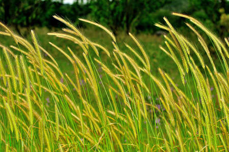 yellowish grass ears at the wind, green backgroundの写真素材