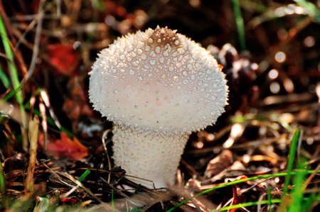 lycpperdon spp  mushroom on the forrest floorの写真素材