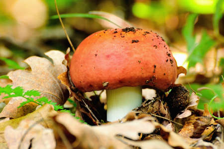 young mushroom coming out of the groundの写真素材